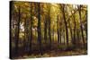 Autumn in the Teutoburg Forest.-Nadja Jacke-Stretched Canvas