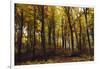 Autumn in the Teutoburg Forest.-Nadja Jacke-Framed Photographic Print