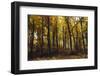 Autumn in the Teutoburg Forest.-Nadja Jacke-Framed Photographic Print