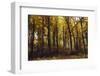 Autumn in the Teutoburg Forest.-Nadja Jacke-Framed Photographic Print