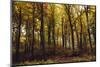 Autumn in the Teutoburg Forest.-Nadja Jacke-Mounted Photographic Print