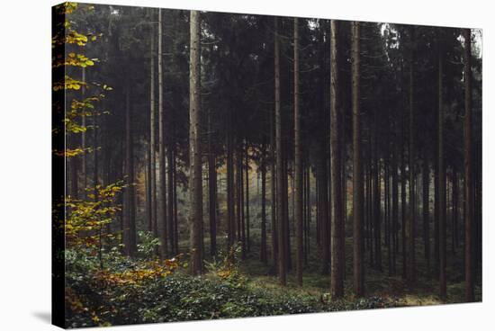 Autumn in the Teutoburg Forest.-Nadja Jacke-Stretched Canvas