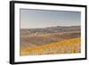 Autumn in the Vineyards of Chablis, Burgundy, France, Europe-Julian Elliott-Framed Photographic Print