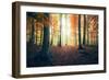 Autumn in the Woods-Stefan Hefele-Framed Giclee Print