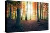 Autumn in the Woods-Stefan Hefele-Stretched Canvas