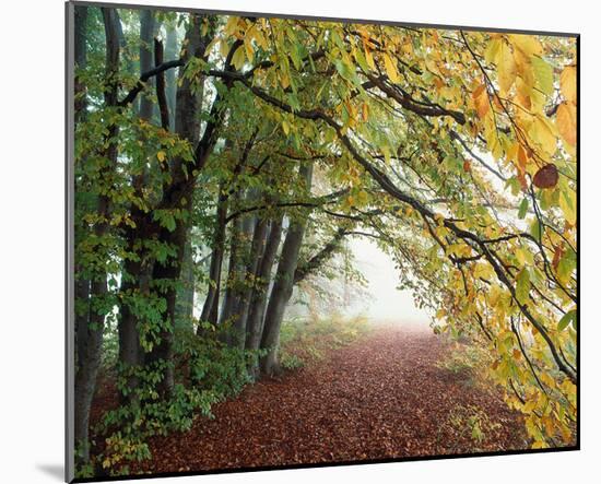 Autumn in Trees-null-Mounted Art Print