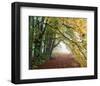 Autumn in Trees-null-Framed Art Print