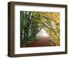 Autumn in Trees-null-Framed Art Print