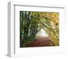 Autumn in Trees-null-Framed Art Print