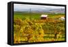 Autumn in Walla Walla Wine Country, Walla Walla, Washington, USA-Richard Duval-Framed Stretched Canvas