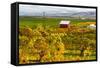 Autumn in Walla Walla Wine Country, Walla Walla, Washington, USA-Richard Duval-Framed Stretched Canvas