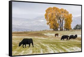 Autumn into Winter - fresh snow falls on autumn trees and cows outside of Ridgway Colorado-Panoramic Images-Framed Stretched Canvas