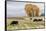 Autumn into Winter - fresh snow falls on autumn trees and cows outside of Ridgway Colorado-Panoramic Images-Framed Stretched Canvas
