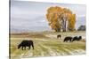 Autumn into Winter - fresh snow falls on autumn trees and cows outside of Ridgway Colorado-Panoramic Images-Stretched Canvas