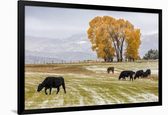 Autumn into Winter - fresh snow falls on autumn trees and cows outside of Ridgway Colorado-Panoramic Images-Framed Photographic Print