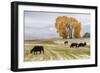 Autumn into Winter - fresh snow falls on autumn trees and cows outside of Ridgway Colorado-Panoramic Images-Framed Photographic Print