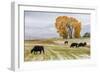 Autumn into Winter - fresh snow falls on autumn trees and cows outside of Ridgway Colorado-Panoramic Images-Framed Photographic Print