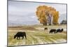 Autumn into Winter - fresh snow falls on autumn trees and cows outside of Ridgway Colorado-Panoramic Images-Mounted Photographic Print