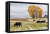 Autumn into Winter - fresh snow falls on autumn trees and cows outside of Ridgway Colorado-Panoramic Images-Framed Stretched Canvas