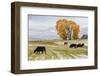 Autumn into Winter - fresh snow falls on autumn trees and cows outside of Ridgway Colorado-Panoramic Images-Framed Photographic Print