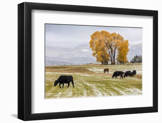 Autumn into Winter - fresh snow falls on autumn trees and cows outside of Ridgway Colorado-Panoramic Images-Framed Photographic Print