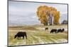 Autumn into Winter - fresh snow falls on autumn trees and cows outside of Ridgway Colorado-Panoramic Images-Mounted Photographic Print