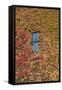 Autumn Ivy, Fargo, North Dakota, USA-Walter Bibikow-Framed Stretched Canvas