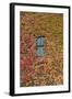 Autumn Ivy, Fargo, North Dakota, USA-Walter Bibikow-Framed Photographic Print