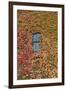 Autumn Ivy, Fargo, North Dakota, USA-Walter Bibikow-Framed Photographic Print