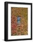 Autumn Ivy, Fargo, North Dakota, USA-Walter Bibikow-Framed Photographic Print