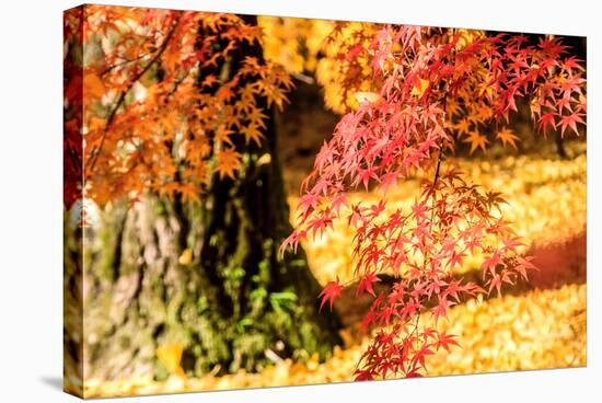 Autumn Japanese Garden with Maple-NicholasHan-Stretched Canvas