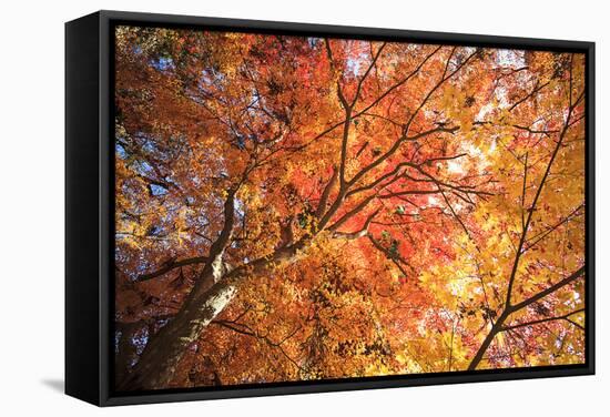 Autumn Japanese Garden with Maple-NicholasHan-Framed Stretched Canvas