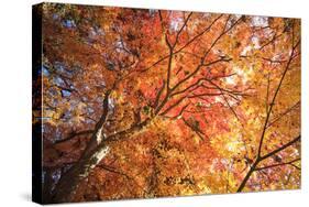 Autumn Japanese Garden with Maple-NicholasHan-Stretched Canvas