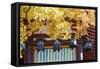 Autumn Japanese Garden with Maple-NicholasHan-Framed Stretched Canvas