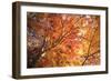 Autumn Japanese Garden with Maple-NicholasHan-Framed Photographic Print