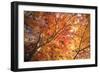 Autumn Japanese Garden with Maple-NicholasHan-Framed Photographic Print