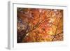 Autumn Japanese Garden with Maple-NicholasHan-Framed Photographic Print