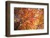 Autumn Japanese Garden with Maple-NicholasHan-Framed Photographic Print