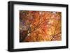 Autumn Japanese Garden with Maple-NicholasHan-Framed Photographic Print