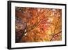 Autumn Japanese Garden with Maple-NicholasHan-Framed Photographic Print