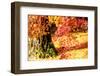 Autumn Japanese Garden with Maple-NicholasHan-Framed Photographic Print