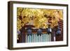 Autumn Japanese Garden with Maple-NicholasHan-Framed Photographic Print