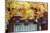 Autumn Japanese Garden with Maple-NicholasHan-Mounted Photographic Print