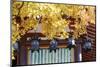 Autumn Japanese Garden with Maple-NicholasHan-Mounted Photographic Print