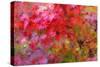 Autumn Japanese Maple Impressions-Vincent James-Stretched Canvas