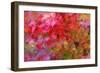 Autumn Japanese Maple Impressions-Vincent James-Framed Photographic Print