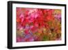 Autumn Japanese Maple Impressions-Vincent James-Framed Photographic Print