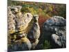 Autumn, Kings Bluff, Ozark-St. Francis National Forest, Arkansas, USA-Charles Gurche-Mounted Photographic Print