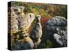 Autumn, Kings Bluff, Ozark-St. Francis National Forest, Arkansas, USA-Charles Gurche-Stretched Canvas