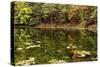 Autumn Lakeside With Lily Pads And Forest-Anthony Paladino-Stretched Canvas